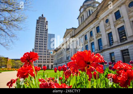 Frühlingserneuerung in urbaner Landschaft: Rote Tulpen und historische vs. Moderne Architektur Stockfoto