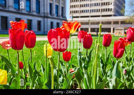 Pulsierende Tulpen und urbane Architektur in der Innenstadt von Fort Wayne, Blick auf Augenhöhe Stockfoto