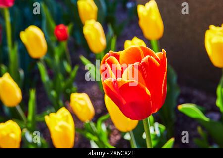 Lebendige Orange-Rote Tulpe aus nächster Nähe im Botanischen Garten, Blick auf Augenhöhe Stockfoto