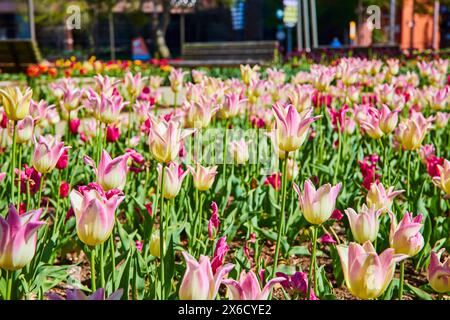 Lebendiger Tulip Garden im Urban Park, Blick auf Augenhöhe Stockfoto