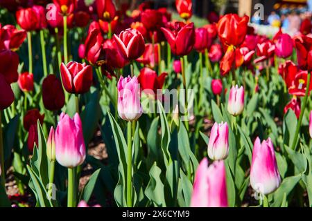 Leuchtende rosafarbene und rote Tulpen im Springtime Botanical Garden, Blick auf Augenhöhe Stockfoto