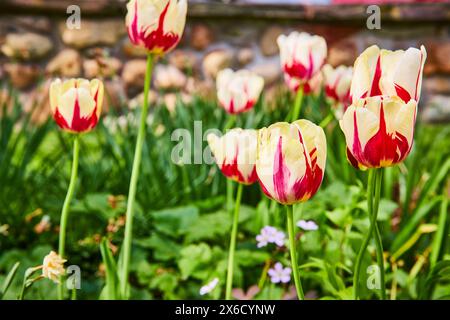 Leuchtende rote und gelbe Tulpen im Spring Garden, Blick auf Augenhöhe Stockfoto