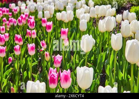 Leuchtende weiße und rosafarbene Tulpen im üppigen Garten, Blick auf Augenhöhe Stockfoto