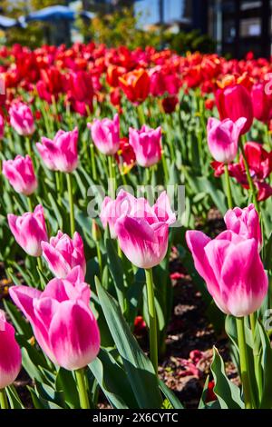Pulsierende rosa und rote Tulpen im Urban Park, Low Perspective Stockfoto