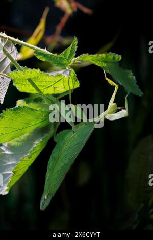 Ein Blattinsekt, Phyllium giganteum, hängt in den Zweigen und ist in den echten Blättern getarnt. Die Fähigkeit, sich in ihre Umgebung einzufügen, ist ein Defe Stockfoto