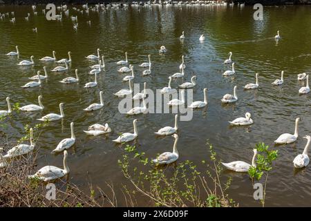 Swan Swan Sanctuary am Fluss Severn in Worcester. Stockfoto
