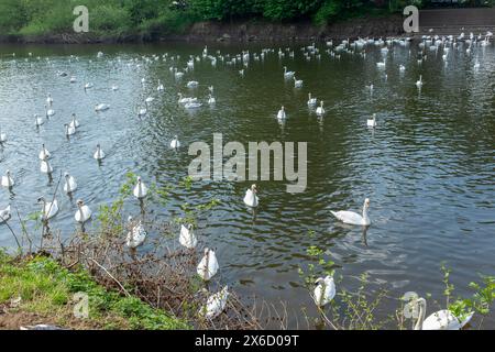 Swan Swan Sanctuary am Fluss Severn in Worcester. Stockfoto