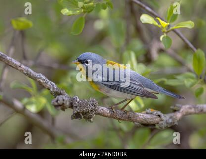 Northern Parula Warbler hockte im Frühjahr in Ottawa, Kanada auf einem Zweig Stockfoto