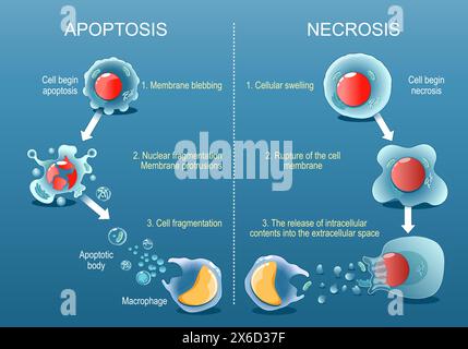 Apoptose oder Nekrose. Der Unterschied zwischen nekrotischem Zelltod und Apoptose einer Zelle. Vergleich des vorzeitigen Zelltodes und der programmierten Zellen Stock Vektor