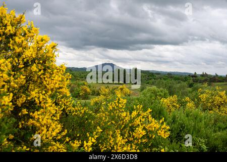 Ein Blick auf den Wrekin Hill in der Ferne mit gelben Blüten eines Besenbusches im Vordergrund und großen Wolken darüber. Stockfoto