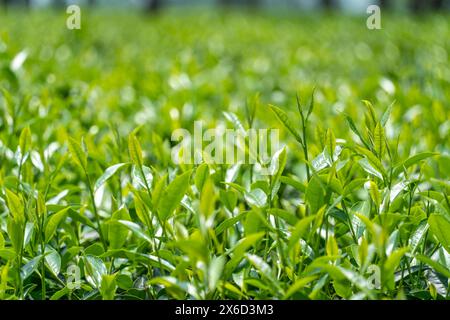 Frische Teeknospen und Blätter. Teeplantagen. Grüne Blätter in einer Teeplantage am Morgen, selektiver Fokus. Teegarten in Bangladesch Stockfoto