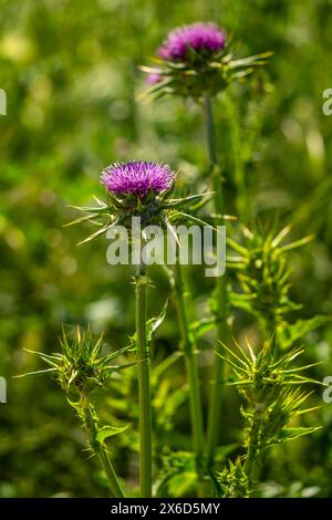 Die Blüte der Mariendistel, Silybum marianum, einer zweijährigen krautigen Pflanze aus der Familie der Asteraceae. Abruzzen, Italien, Europa Stockfoto