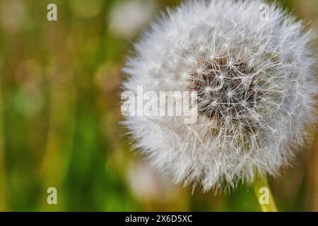 Detaillierte Nahaufnahme des Löwenzahn-Samenkörpers in natürlicher Umgebung Stockfoto