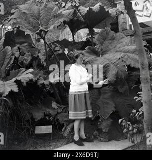 1960er Jahre, historisch, eine Dame, die an den großen Pflanzenblättern eines Riesenrhabardes (Gunnera manicata) steht. Das in Brasilien heimische Laub ist so groß, dass ein erwachsener Mensch, wie er hier sieht, darunter stehen kann. Interessanterweise ist die Pflanze nicht mit dem Rhaburb verwandt, der in einem süßen Dessertbröckel gefunden wird. Auch bekannt als stacheliger Rhabarber oder chilenischer Rhabarber. Stockfoto