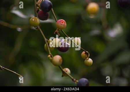 Reifung der Heidelbeere 14345 Stockfoto