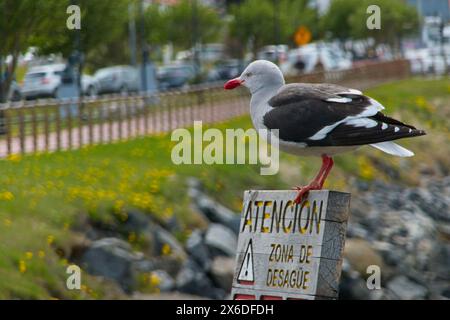 Eine Dolphin Gull auf einem Schild in Ushuaia. Ushuaia, Argentinien, ist die Hauptstadt des Feuerland-Archipels. Stockfoto