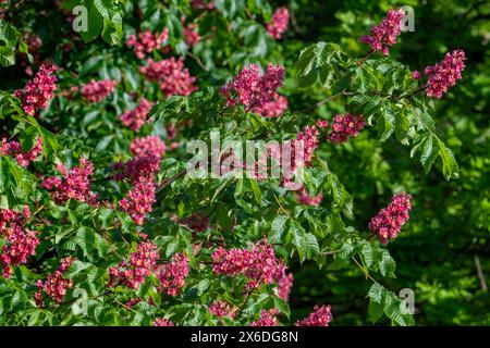 Blühender künstlicher Hybridbaum aus roter Rosskastanie (Aesculus x carnea) mit Blüten und Blättern im Frühjahr Stockfoto