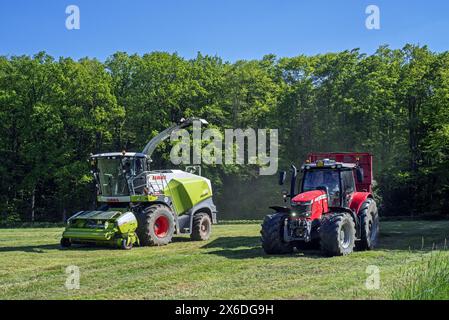 Traktor mit Anhänger neben dem Feldhäcksler Claas Jaguar 870/selbstfahrendem Silagehäcksler zur Ernte von Gras auf der Wiese/Weide Stockfoto