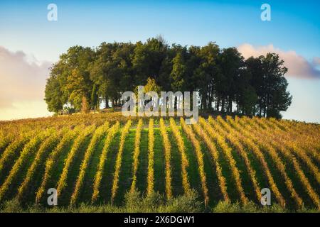 Baumgruppe auf einem Hügel über einem Weinberg. Landschaft im Chianti-Gebiet bei Sonnenuntergang im Herbst. Castelnuovo Berardenga, Toskana Stockfoto