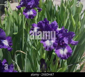 Lila und weiße Bärtige Iris blüht in voller Blüte mit Wassertropfen auf den Blütenblättern nach einem Frühlingsregen Stockfoto