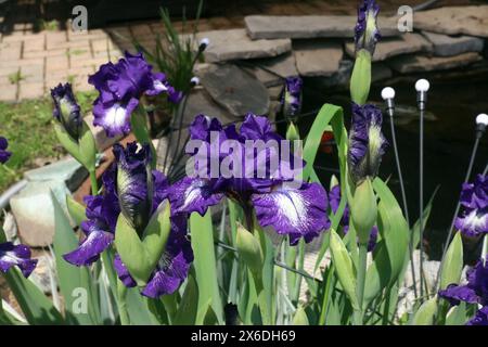 Lila und weiß Bärtige Iris Blüten und Knospen, am Rand eines Koi-Teiches und einer Backsteinterrasse, im Frühjahr Stockfoto