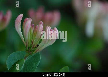 Spring UK, Geißblatt-Knospen Stockfoto