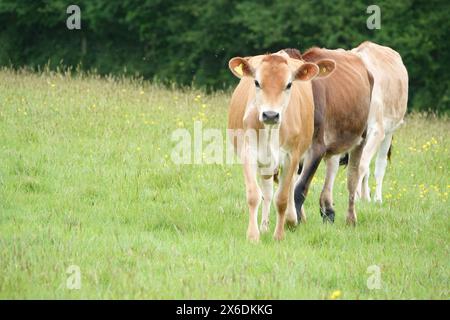 Jersey-Kälber in Spring Meadow Stockfoto