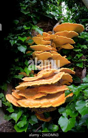 "Huhn des Waldes" ( Laetiporus sulphureus ) Bracket Pilz, der auf Baumstämmen wächst, Shropshire, England, Vereinigtes Königreich Stockfoto