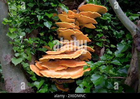 "Huhn des Waldes" ( Laetiporus sulphureus ) Bracket Pilz, der auf Baumstämmen wächst, Shropshire, England, Vereinigtes Königreich Stockfoto