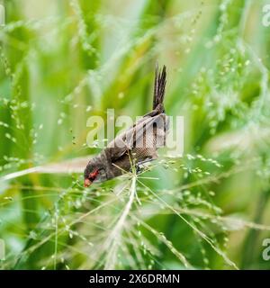 Nahaufnahme eines gemeinen Waxbill, der auf Grasstämmen in Martinique thront und die reiche Vogelwelt und natürliche Schönheit der Insel hervorhebt Stockfoto