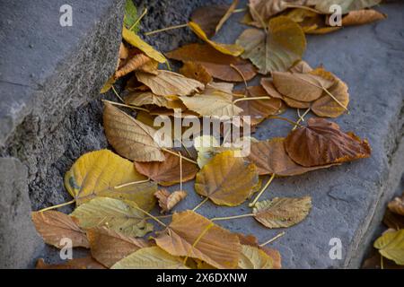 Steintreppen mit gelben Blättern im Park. Alte Stufen mit Blättern im Herbst. Stockfoto