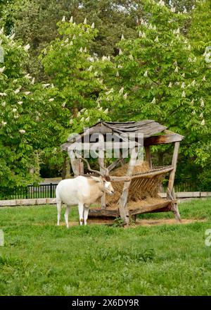 Addax Weiße Antilope oder Drehhornantilope Addax nasomaculatus bedrohte Antilopenarten im Zoo von Sofia, Sofia Bulgarien, Osteuropa Stockfoto