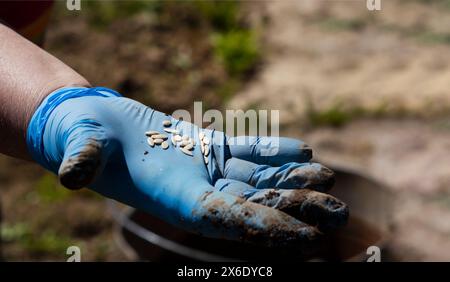 Ein erfahrener Bauer hält Samen an seiner Hand. Gemüse und Blumen im Gartenkonzept anbauen. Stockfoto