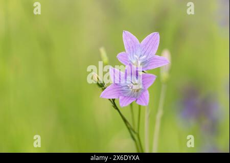 Rapunzel-Glockenblumen wachsen auf einer Wiese. Rottweil Baden-Württemberg Deutschland *** Rapunzel Blaublumen wächst auf einer Wiese Rottweil Baden Württemberg Deutschland Stockfoto