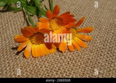 Nahaufnahme von Marigolds (Calendula officinalis) frischen, hellorangen Blüten mit Stielen auf Sackleinen Stockfoto