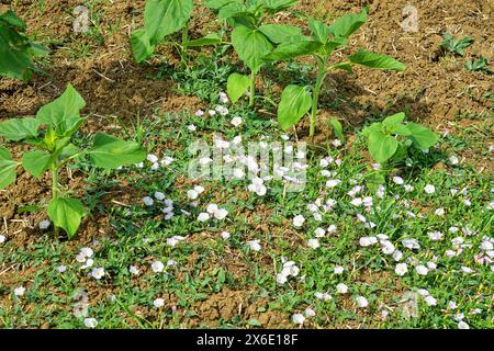 Bindweed ist ein schädliches Unkraut in Anbauflächen (Ackerunkraut). Europäischer Glorybind (Convolvulus arvensis) auf einem Sonnenblumenfeld Stockfoto