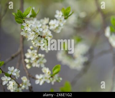 Weiße Kirschblüten am Zweig. Weiße Blumen am Frühlingstag als Hintergrund oder Kopierraum für Text. Bokeh-Hintergrund. Weichzeichner. Stockfoto