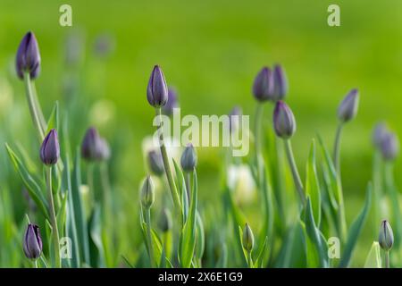Schwarze Tulpen beginnen zu blühen im Tulpenfeld im Garten. Selektiver Fokus. Schwarzer Tulpenhintergrund. Stockfoto