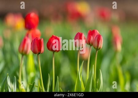 Rote Tulpen beginnen zu blühen im Tulpenfeld im Garten. Hintergrund der roten Tulpen. Hintergrundbild. Poster. Selektiver Fokus. Stockfoto