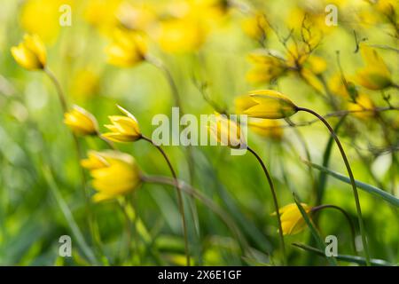 Wilde Tulpen im Wind. Tulipa sylvestris, die wilde Tulpe, oder WaldTulpe. Old Manor Park. Hintergrundbild. Selektiver Fokus. Stockfoto