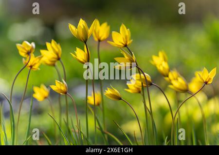 Wilde Tulpen im Wind. Tulipa sylvestris, die wilde Tulpe, oder WaldTulpe. Old Manor Park. Hintergrundbild. Selektiver Fokus. Stockfoto