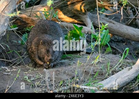 Eurasischer/Europäischer Biber (Castor Fiber) auf dem Fluss Tay, Perthshire, Schottland, Vereinigtes Königreich. Stockfoto