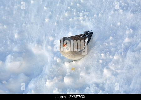 Vogel, der im Winter nach Nahrung sucht, weißgeflügelter Schneeschinke Stockfoto