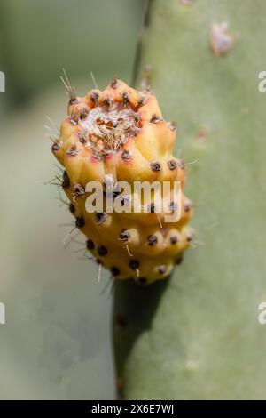 Kaktusfrucht in der maltesischen Landschaft von Zabbar Stockfoto