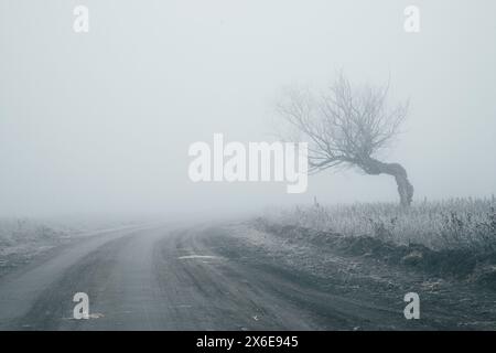Unbefestigter Weg im Nebel, ein einsamer Baum am Straßenrand. Die Landschaft ist ein nebeliger Pfad ins nichts. Ausgewählter Fokus. Kopierbereich. Hochwertige Fotos Stockfoto
