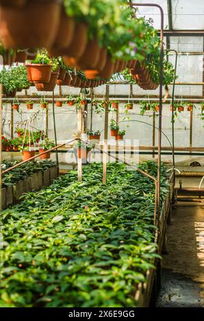 Wachsende Blumen und Setzlinge im alten Gewächshaus. Hochwertige Fotos Stockfoto