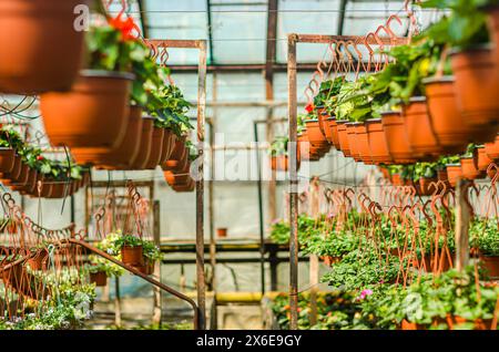 Rosa, gelbe und lila Blumen hängen in Plastiktöpfen im Gewächshaus. Hochwertige Fotos Stockfoto