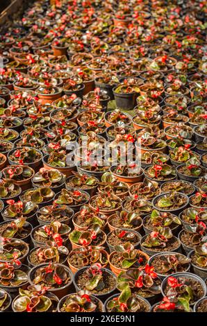 Gewächshauspflanzen und Blumen, die im Frühling wachsen. Hochwertige Fotos Stockfoto