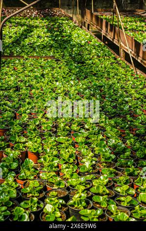 Gewächshauspflanzen und Blumen, die im Frühling wachsen. Hochwertige Fotos Stockfoto