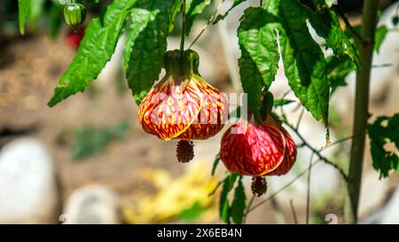 Abutilon pictum, chinesische Laternenblüten, auch bekannt als Abutilon striatum, Callianthe picta, Redvein abutilon und Red Vein Indian Malve Stockfoto